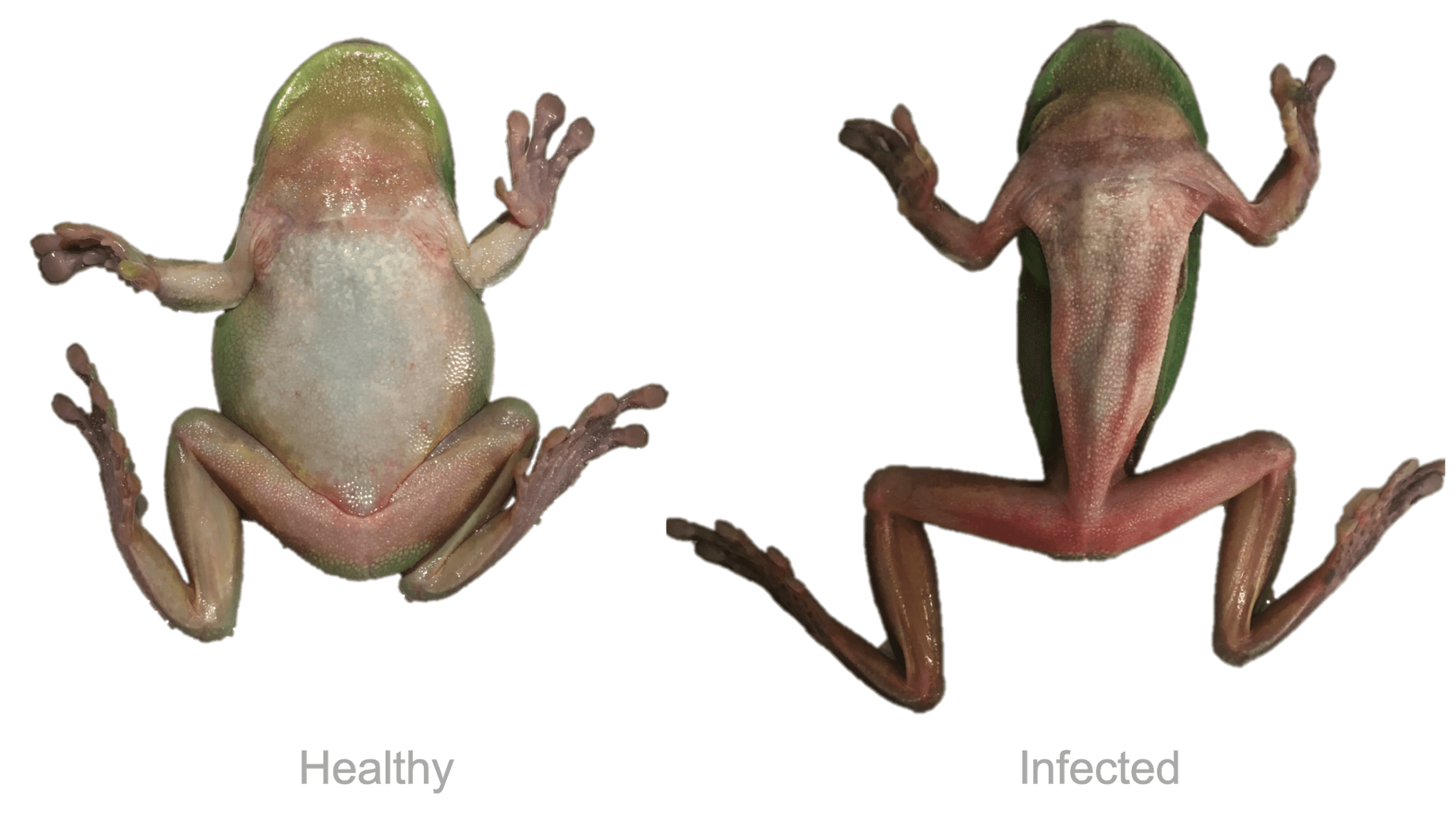 Healthy and infected frogs