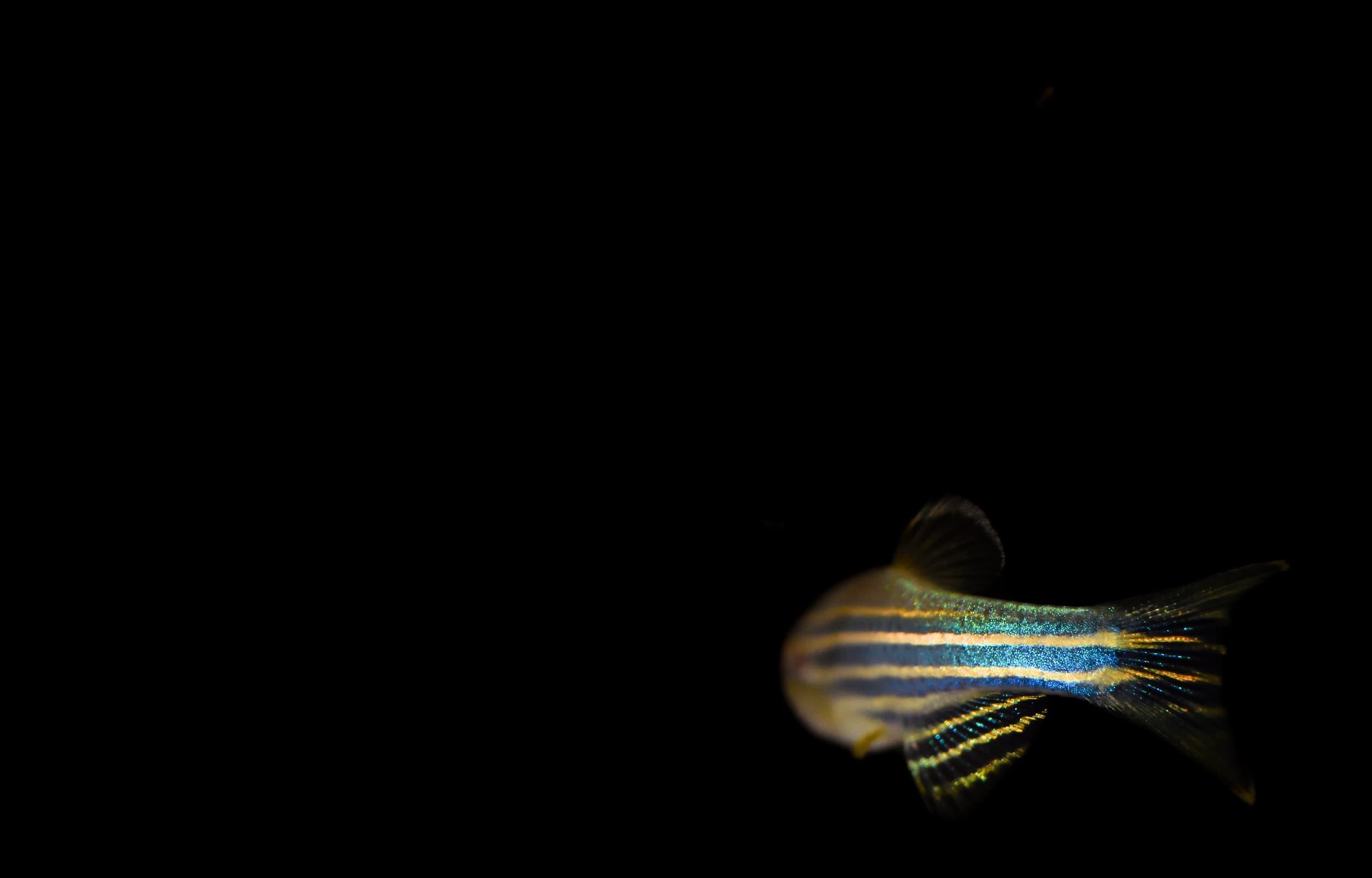 Zebra Fish