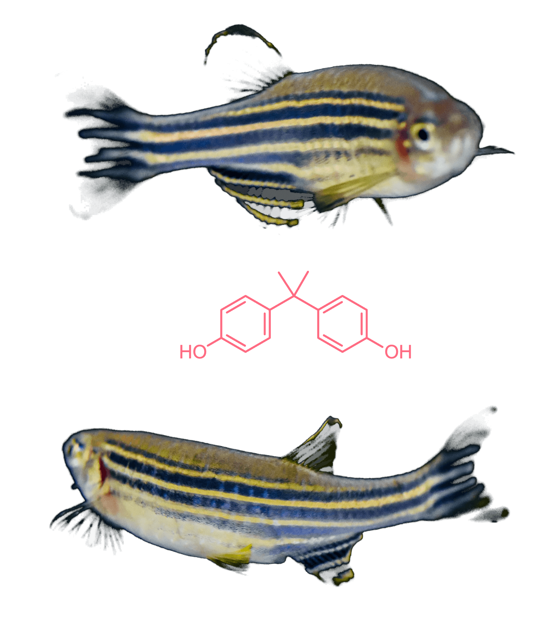 Zebrafish